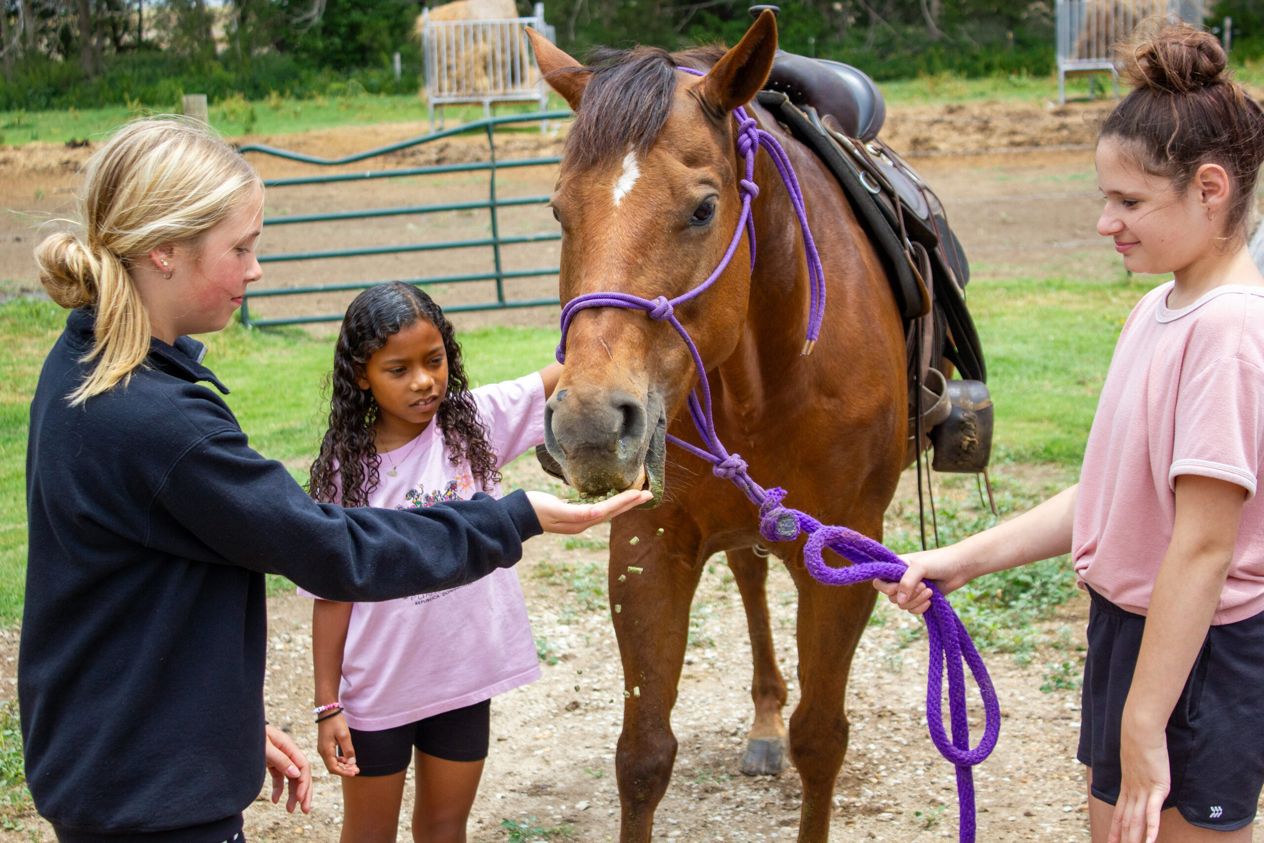 Three children are interacting with a brown horse outdoors, in a paddock. One child is feeding the horse from their hand, while another holds the horse's reins. A third child standing next to them is also looking at the horse, with green grass and a fence in the background.